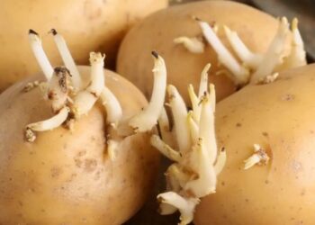 Απίθανο κόλπο για λίγους: Μέσα στη σακούλα με τις πατάτες βάλτε μέσα αυτό το φρούτο και δεν θα ξαναβγάλουν ποτέ φύτρες