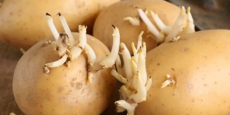 Alldaynews.gr Απίθανο κόλπο για λίγους: Μέσα στη σακούλα με τις πατάτες βάλτε μέσα αυτό το φρούτο και δεν θα ξαναβγάλουν ποτέ φύτρες