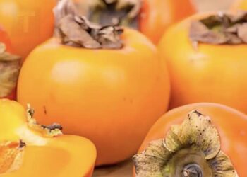 Λωτός: το φθινοπωρινό «χρυσό μήλο» με μοναδικά οφέλη για υγεία, ενέργεια και ομορφιά