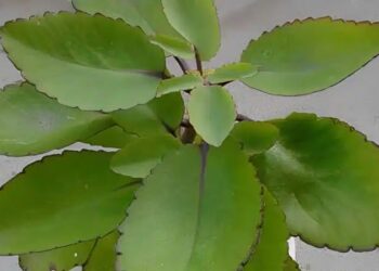 Απελευθερώστε τη απρόσμενη δύναμη του «φύλλου της ζωής»