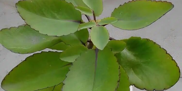 Alldaynews.gr Απελευθερώστε τη απρόσμενη δύναμη του «φύλλου της ζωής»