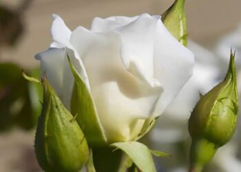 Το αναρριχώμενο φυτό που μεγαλώνει σε χρόνο ρεκόρ και έχει λουλούδια όλο το χρόνο