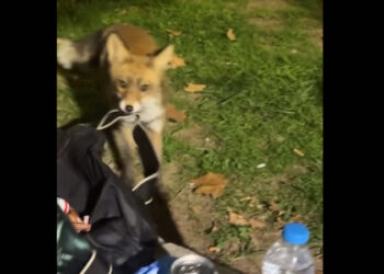 Αλεπού αποπειράθηκε να κλέψει τσάντα με κρουασάν στην Πετρούπολη (video)