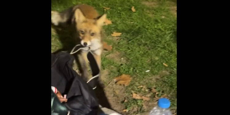 Alldaynews.gr Αλεπού αποπειράθηκε να κλέψει τσάντα με κρουασάν στην Πετρούπολη (video)