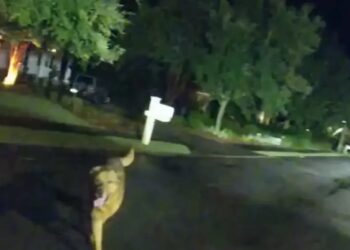 Συγκινητικό βίντεο: Σκύλος οδηγεί την αστυνομία στην τραυματισμένη ιδιοκτήτριά του