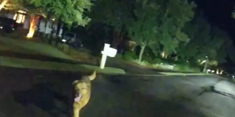 Alldaynews.gr Συγκινητικό βίντεο: Σκύλος οδηγεί την αστυνομία στην τραυματισμένη ιδιοκτήτριά του