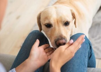 Τα σκυλιά μπορούν να ξεχωρίσουν ποιος είναι καλός και ποιος κακός άνθρωπος