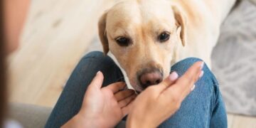 Alldaynews.gr Τα σκυλιά μπορούν να ξεχωρίσουν ποιος είναι καλός και ποιος κακός άνθρωπος