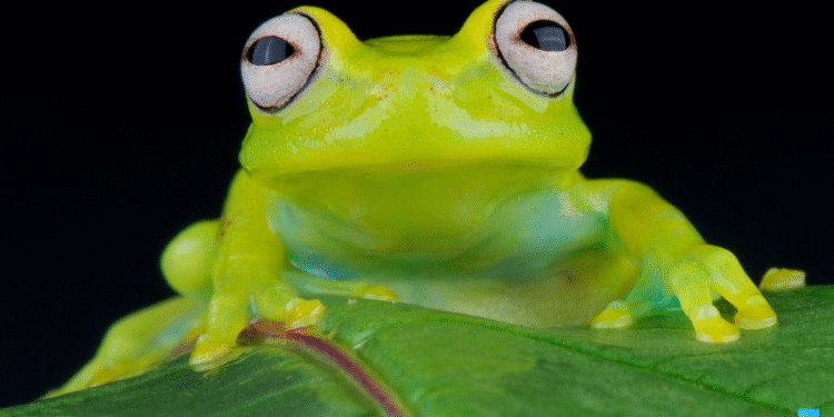 Alldaynews.gr Γυναίκα κατάπιε 8 ζωντανά βατράχια για να περάσουν οι πόνοι στη μέση και κατέληξε στο νοσοκομείο