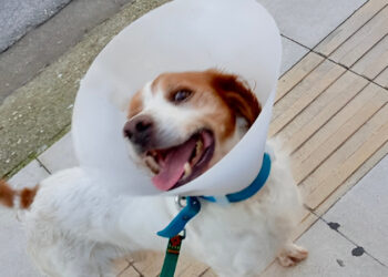 Ηλεία: Σώθηκε το σκυλάκι που κακοποιήθηκε σεξουαλικά – Επικήρυξαν τον δράστη για 1.500 ευρώ