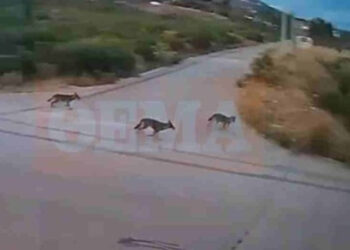 Αγέλη λύκων έξω από σπίτια στην Ιπποκράτειο Πολιτεία – Ανήσυχοι οι κάτοικοι (Βίντεο)