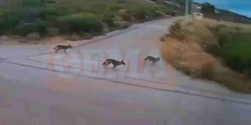 Alldaynews.gr Αγέλη λύκων έξω από σπίτια στην Ιπποκράτειο Πολιτεία – Ανήσυχοι οι κάτοικοι (Βίντεο)