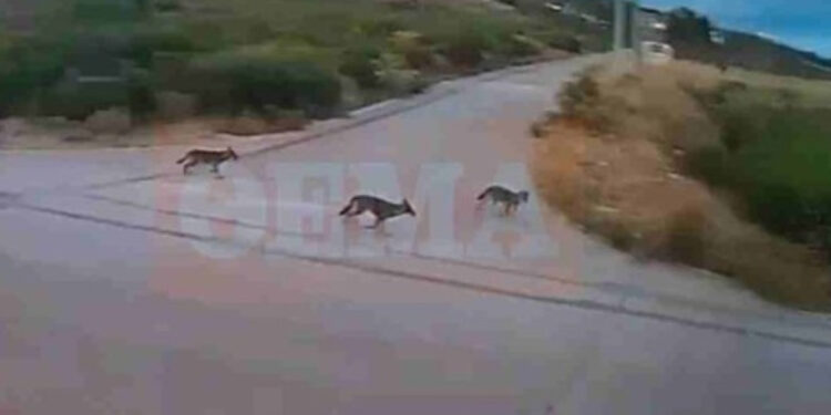 Alldaynews.gr Αγέλη λύκων έξω από σπίτια στην Ιπποκράτειο Πολιτεία – Ανήσυχοι οι κάτοικοι (Βίντεο)