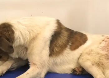 Φρίκη και οργή: Πυροβόλησαν αδέσποτο σκύλο στο Κρυονέρι – Δεν είναι μεμονωμένο περιστατικό καταγγέλουν οι κάτοικοι