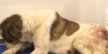 Alldaynews.gr Φρίκη και οργή: Πυροβόλησαν αδέσποτο σκύλο στο Κρυονέρι – Δεν είναι μεμονωμένο περιστατικό καταγγέλουν οι κάτοικοι