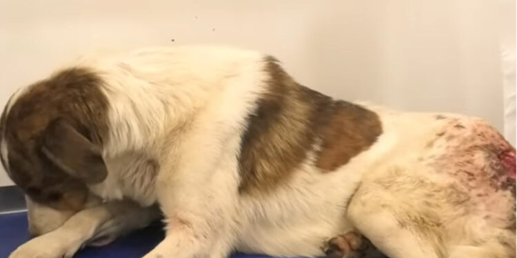 Alldaynews.gr Φρίκη και οργή: Πυροβόλησαν αδέσποτο σκύλο στο Κρυονέρι – Δεν είναι μεμονωμένο περιστατικό καταγγέλουν οι κάτοικοι