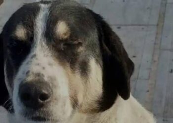 Πυροβόλησαν και σκότωσαν σκύλο – «Δεν είχε πειράξει ποτέ κανέναν, ήθελε αγάπη και ένα χάδι»