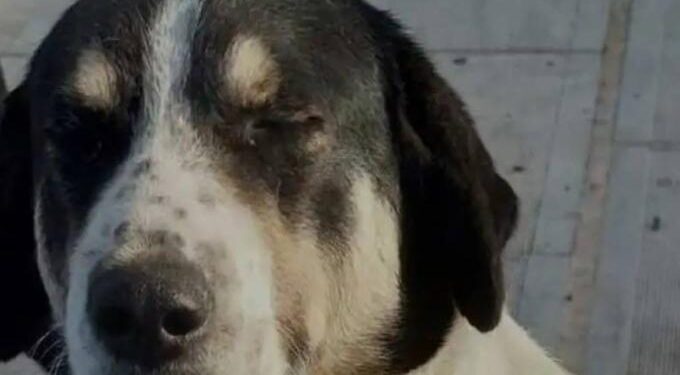 Πυροβόλησαν και σκότωσαν σκύλο – «Δεν είχε πειράξει ποτέ κανέναν, ήθελε αγάπη και ένα χάδι»