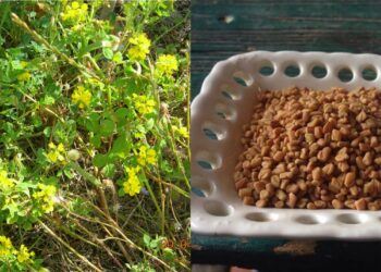 Το αρχαίο Ελληνικό βότανο που τρώνε μανιωδώς οι ξένοι αλλά οι Έλληνες αγνοούν: Αδυνατίζει, ρυθμίζει το σάκχαρο, προστατεύει την καρδιά