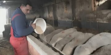 Alldaynews.gr Η απελπισία κτηνοτρόφου που έχασε τα πάντα λόγω ευλογιάς: Θανάτωσε 200 πρόβατα και έφυγε στην Αθήνα για δουλειά (video)