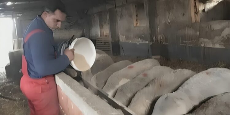 Alldaynews.gr Η απελπισία κτηνοτρόφου που έχασε τα πάντα λόγω ευλογιάς: Θανάτωσε 200 πρόβατα και έφυγε στην Αθήνα για δουλειά (video)