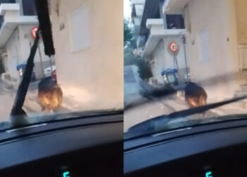 Αγριογούρουνο κόβει βόλτες στο Περιστέρι (video)