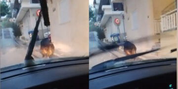 Alldaynews.gr Αγριογούρουνο κόβει βόλτες στο Περιστέρι (video)