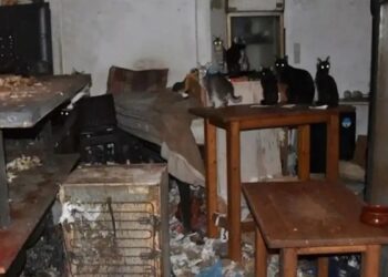 Πρόστιμο 1,7 εκατομμύρια ευρώ σε 63χρονο – Είχε φυλακισμένες και υποσιτισμένες 58 γάτες (ΦΩΤΟ)