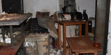 Πρόστιμο 1,7 εκατομμύρια ευρώ σε 63χρονο – Είχε φυλακισμένες και υποσιτισμένες 58 γάτες (ΦΩΤΟ)