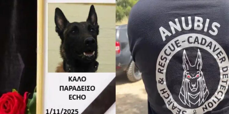 Σκότωσαν τον Echo! Θρήνος για τον σκύλο που συμμετείχε σε έρευνες για τα Τέμπη και για δολοφονίες