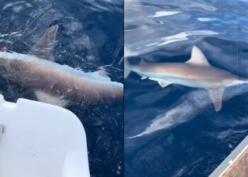 Καρχαρίας τριών μέτρων εντοπίστηκε στην Αργολίδα – Έχει γεμίσει το Αιγαίο