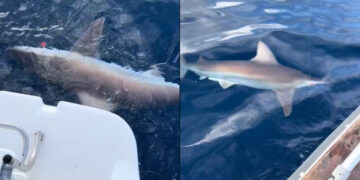 Καρχαρίας τριών μέτρων εντοπίστηκε στην Αργολίδα – Έχει γεμίσει το Αιγαίο