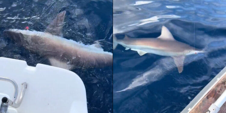 Alldaynews.gr Καρχαρίας τριών μέτρων εντοπίστηκε στην Αργολίδα – Έχει γεμίσει το Αιγαίο