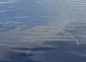 Λευκός καρχαρίας εντοπίστηκε από Έλληνες ψαράδες: «Είναι πέντε μέτρα»