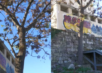 Alldaynews.gr Σοκ: Νεαρός άνδρας βρέθηκε κρεμασμένος σε αρχαιολογικό χώρο την ώρα που βρίσκονταν στο σημείο για εκδρομή δύο σχολικές μονάδες