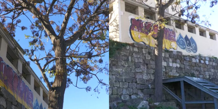 Σοκ: Νεαρός άνδρας βρέθηκε κρεμασμένος σε αρχαιολογικό χώρο την ώρα που βρίσκονταν στο σημείο για εκδρομή δύο σχολικές μονάδες