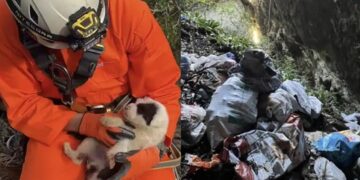 Νέα κτηνωδία-σοκ στην Ελλαδα: Πέταξαν κουτάβια σε γκρεμό 20 μέτρων, σώθηκε ένα που προστάτεψαν σακούλες σκουπιδιών