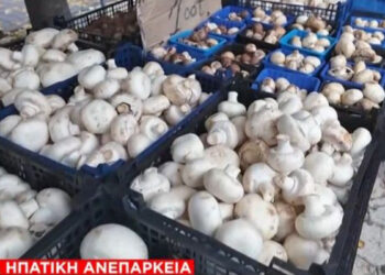 Με οξεία ηπατική ανεπάρκεια ζευγάρι που έφαγε μανιτάρια – Για μεταμόσχευση στη Ρώμη η γυναίκα, θα μεταφερθεί και ο άνδρας (video)