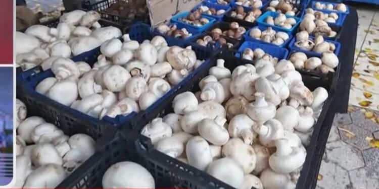 Με οξεία ηπατική ανεπάρκεια ζευγάρι που έφαγε μανιτάρια – Για μεταμόσχευση στη Ρώμη η γυναίκα, θα μεταφερθεί και ο άνδρας (video)