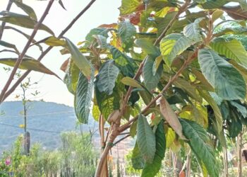 Βοηθάει στην παράγωγη ινσουλίνης, καθαρίζει τα νεφρά, απομακρύνει το ουρικό οξύ και ρυθμίζει την πίεση