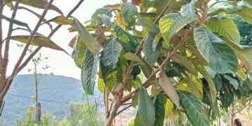 Βοηθάει στην παράγωγη ινσουλίνης, καθαρίζει τα νεφρά, απομακρύνει το ουρικό οξύ και ρυθμίζει την πίεση