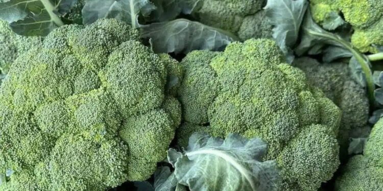 Alldaynews.gr Οι γιατροί αποκαλύπτουν ότι η συχνή κατανάλωση πράσινου μπρόκολου προκαλεί…