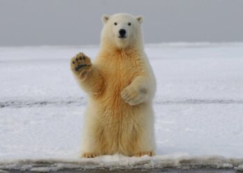 Πολικές αρκούδες επιτέθηκαν και σκότωσαν 34χρονο ενώ τις έβγαζε φωτογραφίες