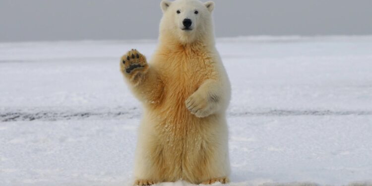Alldaynews.gr Πολικές αρκούδες επιτέθηκαν και σκότωσαν 34χρονο ενώ τις έβγαζε φωτογραφίες
