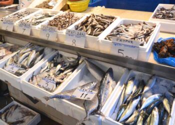 Το πιο υγιεινό ψάρι που όλοι οι Έλληνες πρέπει να τρώμε: Πρέπει να το τρώτε τουλάχιστον δύο φορές την εβδομάδα