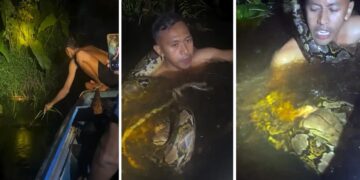 Alldaynews.gr Οι τουρίστες νόμιζαν ότι τους κάνει πλάκα: Τεράστιος πύθωνας τυλίγεται γύρω από τον λαιμό ξεναγού και τον τραβάει κάτω από το νερό