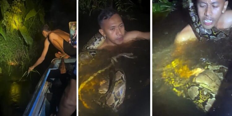 Alldaynews.gr Οι τουρίστες νόμιζαν ότι τους κάνει πλάκα: Τεράστιος πύθωνας τυλίγεται γύρω από τον λαιμό ξεναγού και τον τραβάει κάτω από το νερό