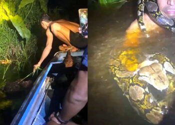 Οι τουρίστες νόμιζαν ότι τους κάνει πλάκα: Τεράστιος πύθωνας τυλίγεται γύρω από τον λαιμό ξεναγού και τον τραβάει κάτω από το νερό