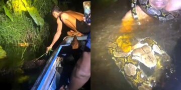 Alldaynews.gr Οι τουρίστες νόμιζαν ότι τους κάνει πλάκα: Τεράστιος πύθωνας τυλίγεται γύρω από τον λαιμό ξεναγού και τον τραβάει κάτω από το νερό