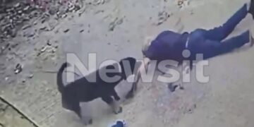 Alldaynews.gr Καρέ καρέ η στιγμή που το ροτβάιλερ αρπάζει τον 76χρονο – Δίνει μάχη για τη ζωή του – Ο Αστυνομικός της ΟΠΚΕ πυροβολεί το ζώο για να τον σώσει